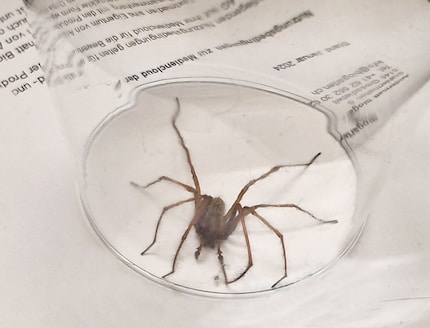 Secondo Google Lens potrebbe trattarsi di una Tegenaria domestica, fortunatamente né velenosa né pericolosa. L'ho chiamato Arnold e si è fatto portare fuori senza troppi problemi.