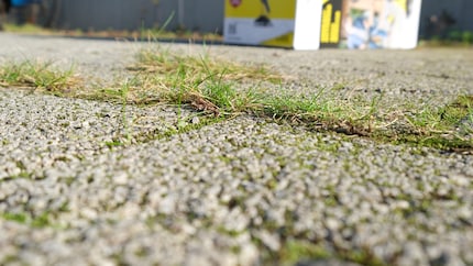 Prima: l'erba cresce sfacciatamente dalle fughe.