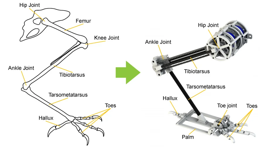 Le gambe del robot sono ispirate ai corvi. Senza le dita dei piedi, il drone si inclinerebbe in avanti quando cammina.