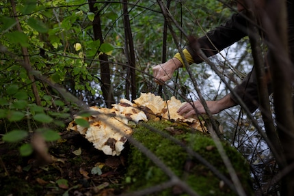 Laetiporus: il fungo solforato è un sostituto adatto al pollo.