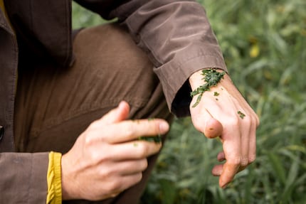 Fenistil naturale: la piantaggine è efficace contro le punture di insetti.
