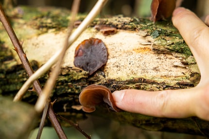 Le orecchie di Giuda hanno un effetto anticoagulante e fanno bene al cuore.