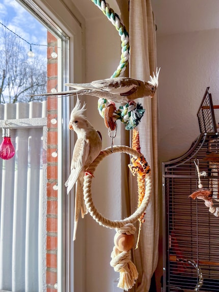I also put kitchen roll under their swing since that’s where they really like to hang out in the morning.