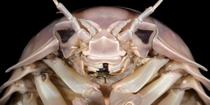 L'isopode gigante. L'unica cosa che manca è la spada laser, non è vero?