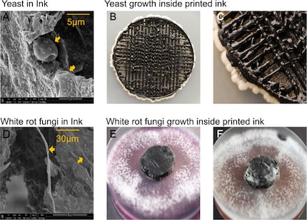 I funghi si moltiplicano sugli elettrodi stampati in 3D.