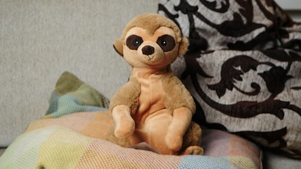 There he sits, exuding his scent. It can take a while for Warmies to completely cool down.