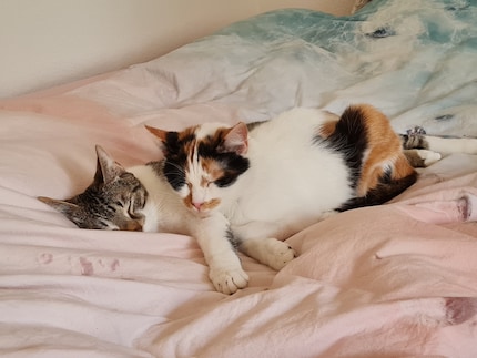 Prima o poi, anche per i JJ è ora di andare a letto: più o meno quando ci alziamo noi.