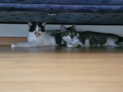 Il divano diventa una fortezza sicura per Jasper e Joy.