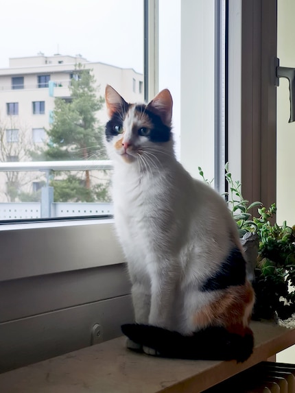 Joy ha colonizzato tutti i davanzali delle finestre. Le piante devono sparire, ovviamente.