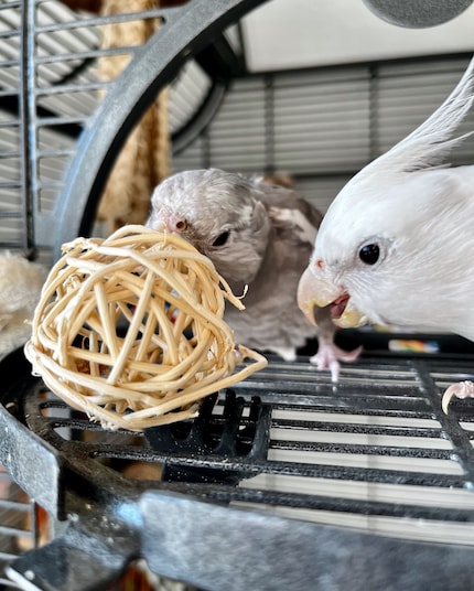Cookie ha scoperto anche lui il photobombing.