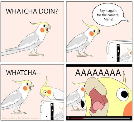 Nel fumetto, al cacatua Merle viene chiesto di ripetere una frase davanti alla telecamera. Sfortunatamente, la sua compagna starnazza sfacciatamente nell'obiettivo e la annega.