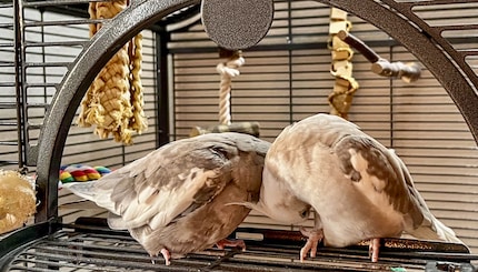 Rio e Cookie sono raramente d'accordo su chi inizia a grattarsi. Un vero peccato. Perché alla fine, spesso nessuno viene coccolato.