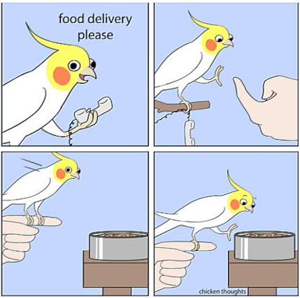 Nel fumetto, Chicken, come l'autrice chiama affettuosamente il suo cockatiel, chiama il suo proprietario.