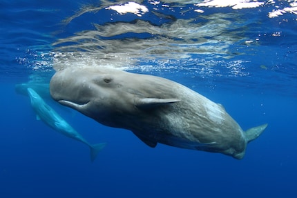 Incontri affascinanti con le balene.