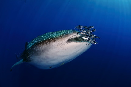 L'avvistamento degli squali balena al largo delle Azzorre ha portato il primo incarico per il National Geographic Portugal.