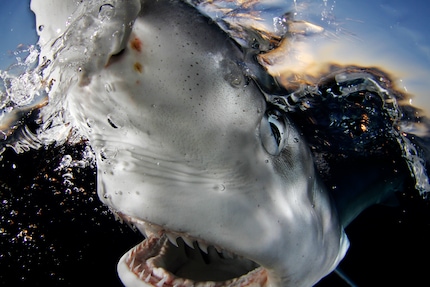 Uno sguardo profondo negli occhi e nelle fauci di questi affascinanti predatori.