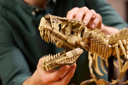 La mascella del T-Rex può essere aperta.