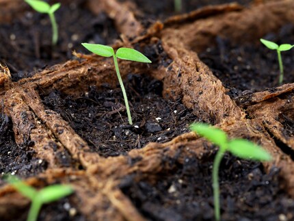 Quando spuntano le foglie, il passaggio a un «appartamento» più grande è imminente.