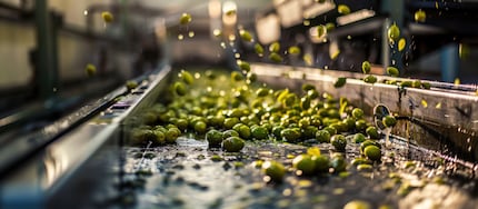 La qualità dell'olio d'oliva dipende da molti fattori: oltre alla lavorazione, sono rilevanti anche la varietà di olive, il metodo e il momento della raccolta.