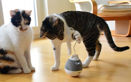 Jasper’s interested in the spinning top as long as it’s stationary. Joy, on the other hand, is sceptical.