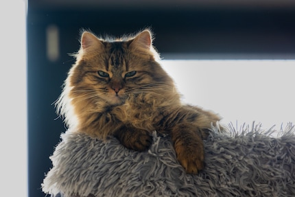 A sublime lioness: Lemon looking down at me from up high. 