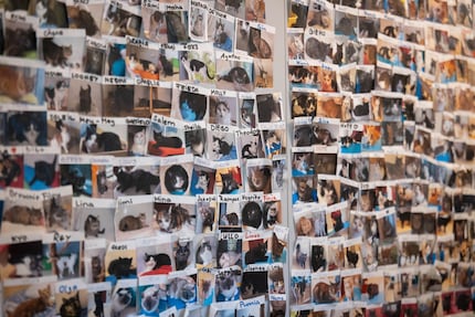 Non si riesce più a vedere il muro con tutte le foto di gatti: tutti questi mici hanno trovato una casa.