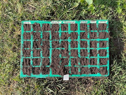 Una pietra miliare: i primi semi sono stati piantati.
