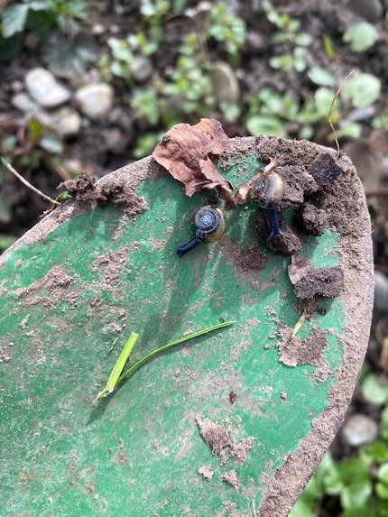 Le piccole meraviglie della natura.