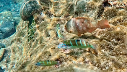 Un'istantanea del mio viaggio sott'acqua.