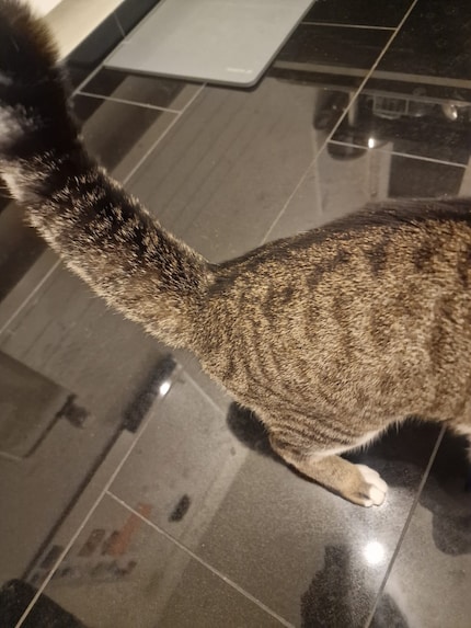 Jasper il procione in cucina. Sei qui per lavare i piatti?
