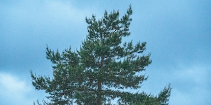 64,000 ISO, RAW, brightened.