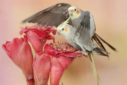 Foto simbolica super kitsch: due cacatua che si accoppiano. Pebbles e Cookie non si lasciano fotografare in questo momento di intimità.
