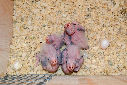 Pulcini di cacatua nella loro cassetta nido: preparati al lavoro.