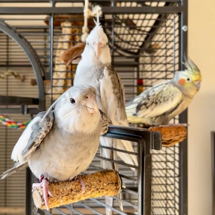 Rio (in the foreground) is doing his happy dance and is satisfied with the overall situation.