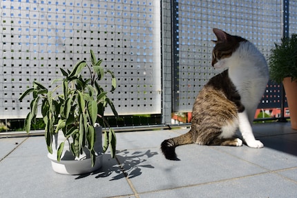Dopo questa vista, il gatto Jasper si ritira rapidamente all'ombra.