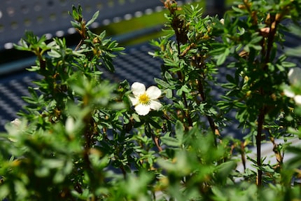 La nuova arrivata mi ha sorpreso con i suoi fiori bianco-rosa.