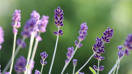Lavanda vera: resiste al freddo.