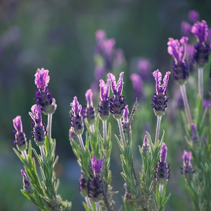 Lavanda selvatica: non resiste al freddo.