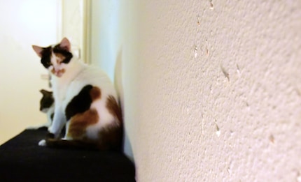 The next wall is already waiting to be restored. Obviously, Joy plays the innocent card.