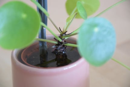 Un po' troppo: la mia Pilea è sommersa nell'acqua dopo pochi giorni.