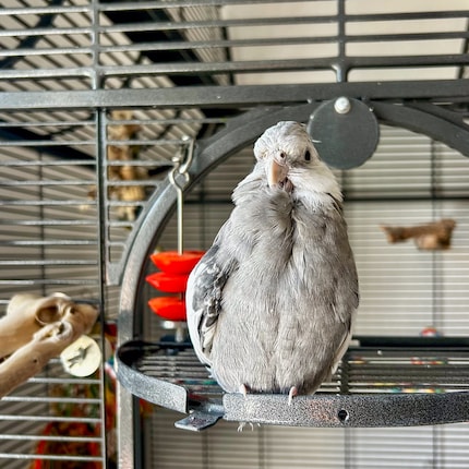 As cute as Rio might be, when he cleans himself, I have to clean too.