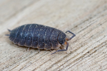 I porcellini di terra non sono insetti, ma crostacei.
