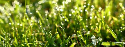 I fili d'erba dovrebbero essere bagnati al mattino.