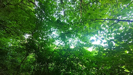 Chromatic aberrations remain visible, but to a lesser extent.