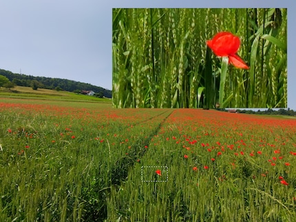 The 48-megapixel image is sharper than 12 megapixels, but the lens reaches its limits here.