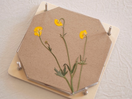 The flowers take one to three weeks to completely dry.