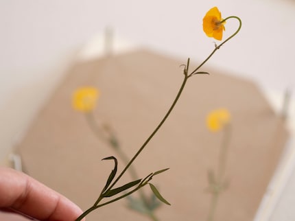 The buttercups have kept their bright yellow.