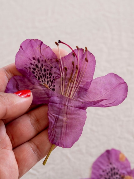 When pressed, the flowers look totally different but just as beautiful.