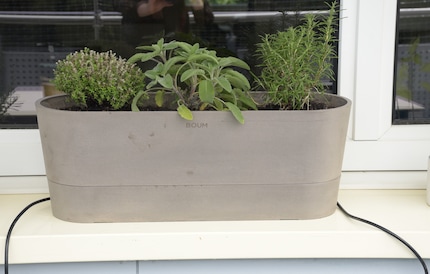 The last dried-up branches of my thyme (left) are turning green in the Boum pot.