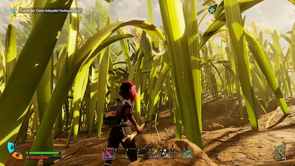 I find it difficult to orientate myself in a forest like this.